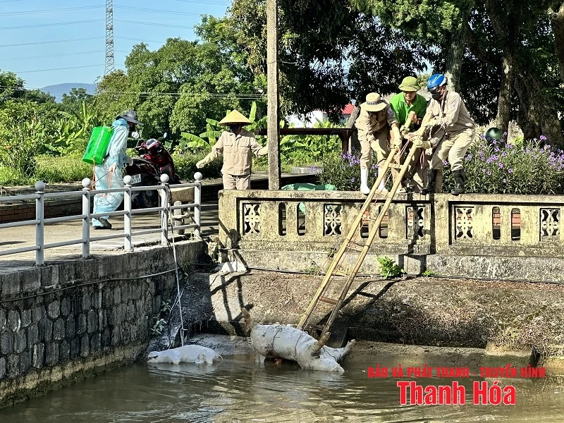 Nguy cơ bùng phát dịch bệnh do xác lợn thả trôi trên các tuyến kênh