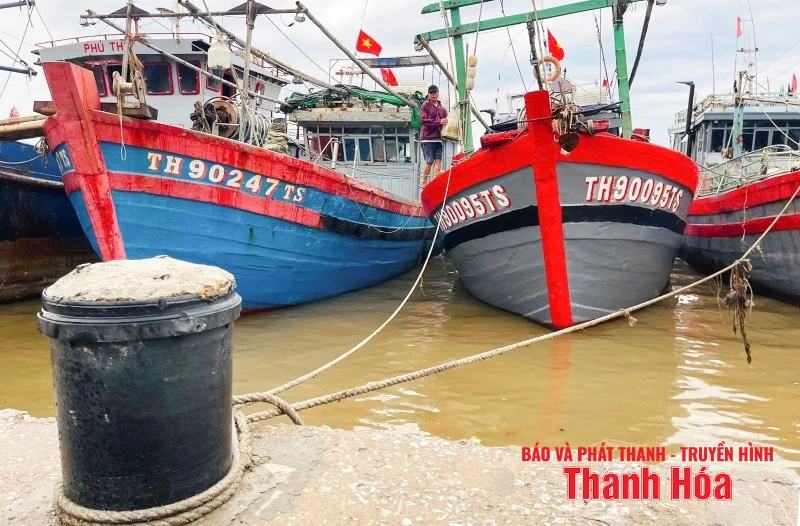Ngư dân Thanh Hóa khẩn trương đưa tàu thuyền tránh trú bão an toàn