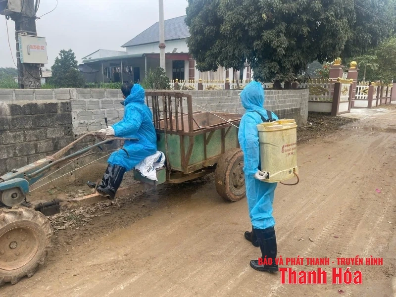 Bệnh Dịch tả lợn châu Phi tái phát tại nhiều địa phương trong tỉnh
