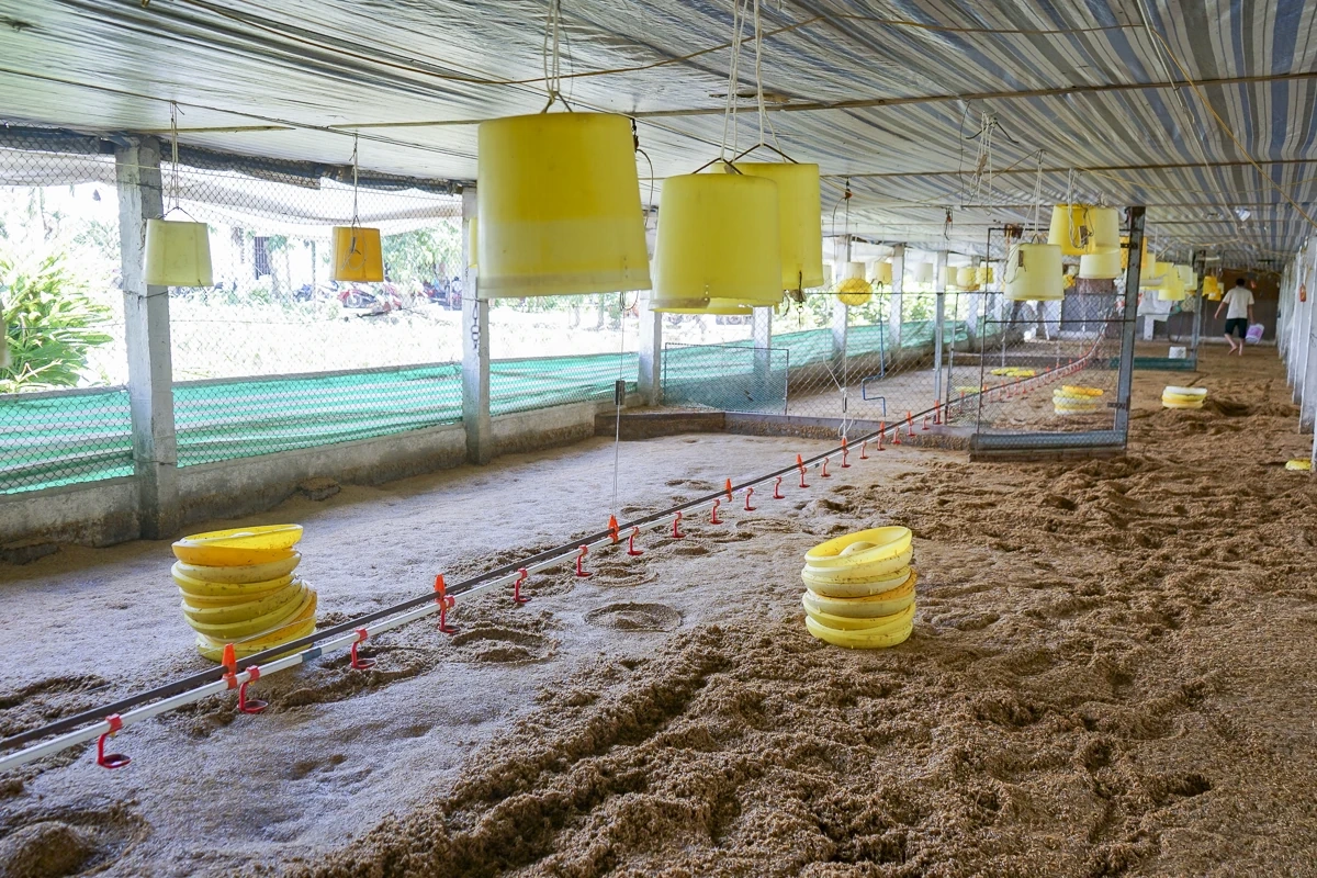 Sau bão số 3, hàng nghìn con gà bị nước lũ nhấn chìm, người chăn nuôi thiệt hại nặng