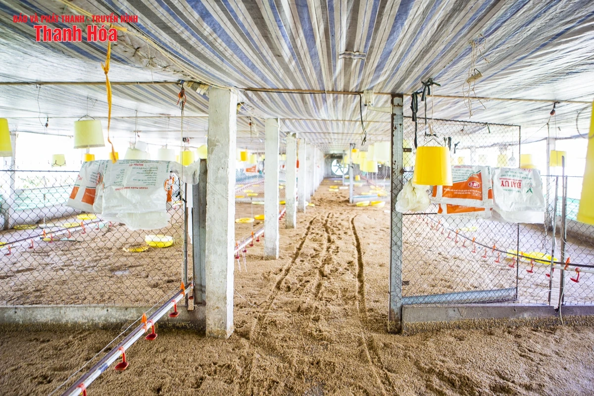 Sau bão số 3, hàng nghìn con gà bị nước lũ nhấn chìm, người chăn nuôi thiệt hại nặng