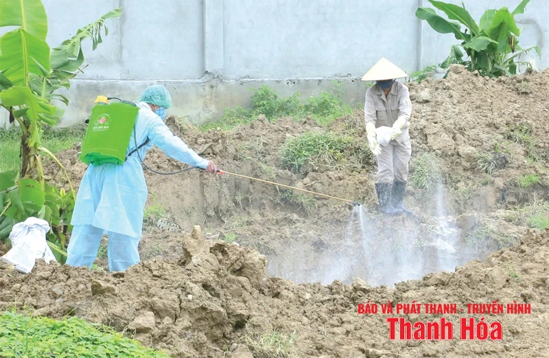 Quyết liệt khống chế dịch tả lợn châu Phi