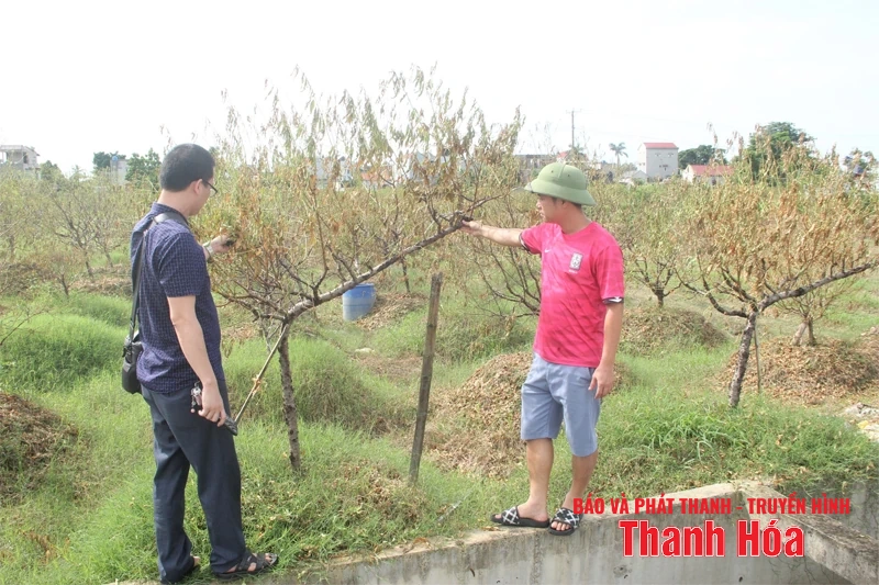 Nước mắt vùng đào