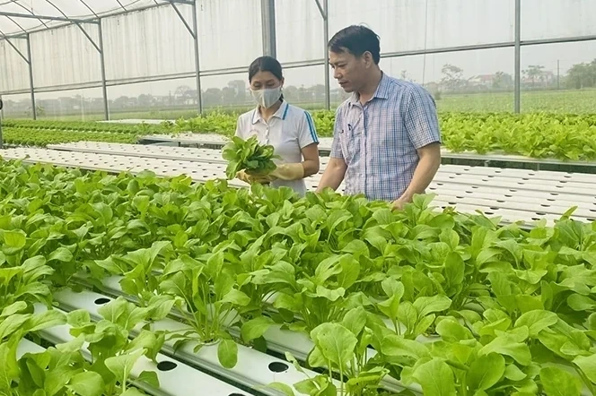 Năm 2026, Thanh Hóa phấn đấu thành lập mới 25 hợp tác xã