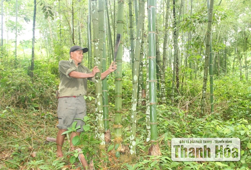 Chuyện cây luồng Thanh Hóa ra Lăng Bác