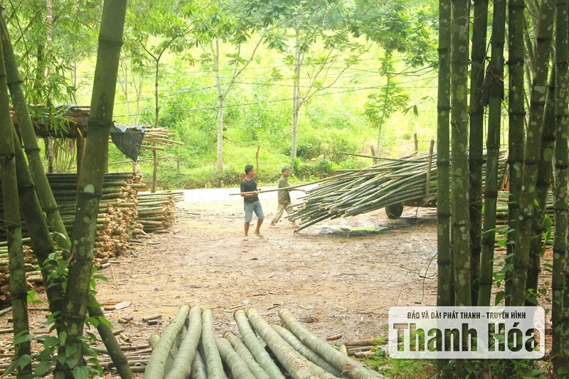 Chuyện cây luồng Thanh Hóa ra Lăng Bác
