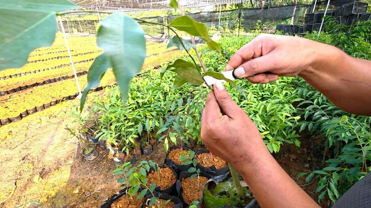 Cục Lâm nghiệp cảnh báo “cơn sốt” cây Kỳ Hải Nam nhập lậu