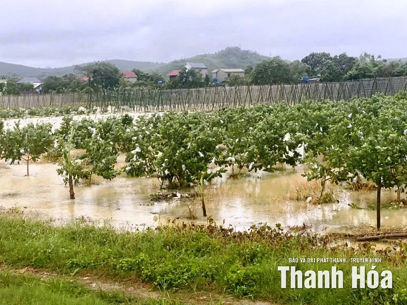 Mưa lớn kéo dài gây nhiều thiệt hại, các địa phương khẩn trương khắc phục