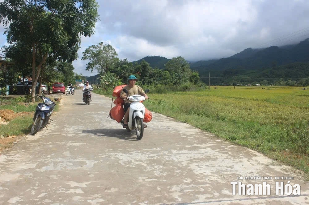 Nông dân xã Thanh Quân “cứu” lúa sau bão