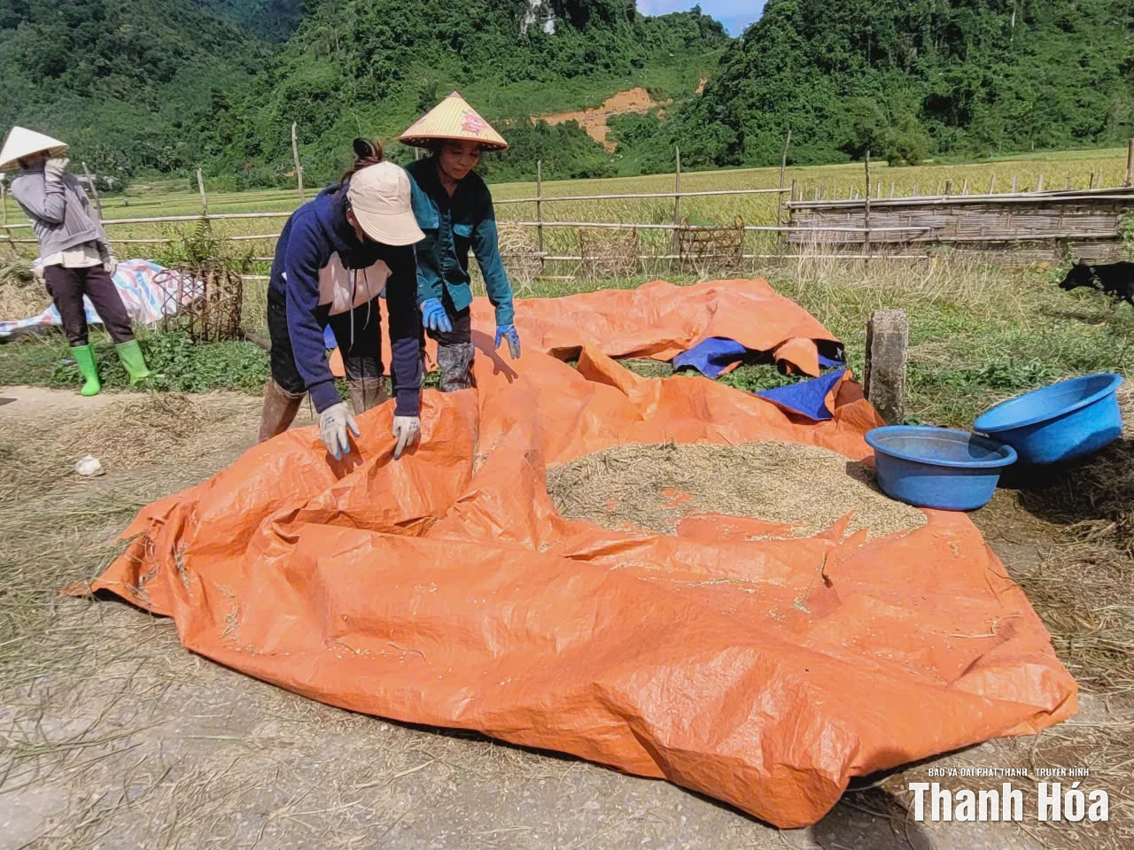 Nông dân xã Thanh Quân “cứu” lúa sau bão