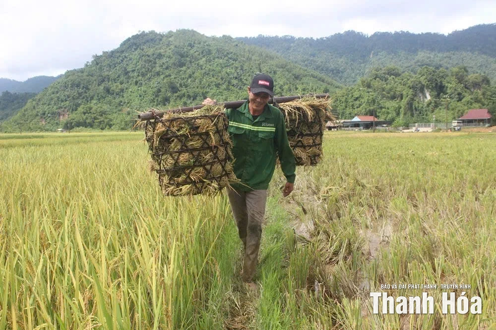 Nông dân xã Thanh Quân “cứu” lúa sau bão