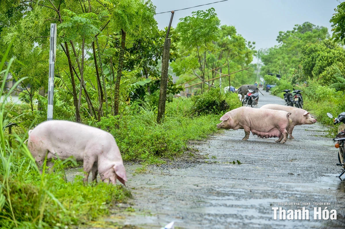 Lũ tràn về trong đêm, hàng trăm nhà dân xã Xuân Lập ngập trong nước