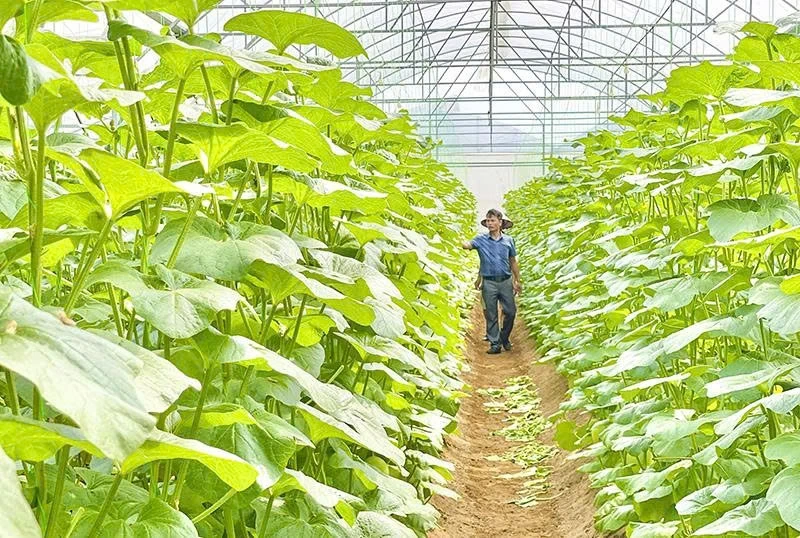 Hiệu quả chuyển đổi cơ cấu cây trồng