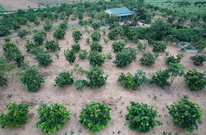 Lam Sơn phát triển kinh tế xanh gắn với thương mại - dịch vụ