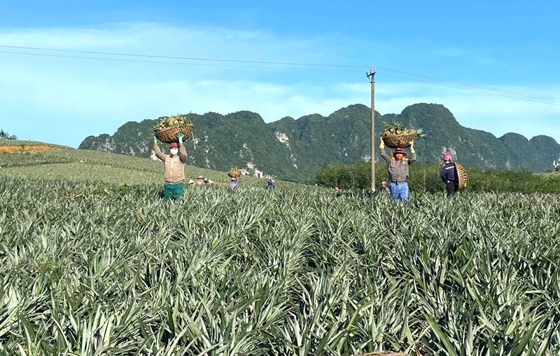 Chuyển đổi cơ cấu cây trồng ở Ngọc Liên