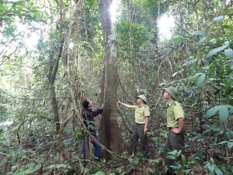 Tuyên truyền nâng cao hiệu quả bảo vệ gắn với phát triển rừng