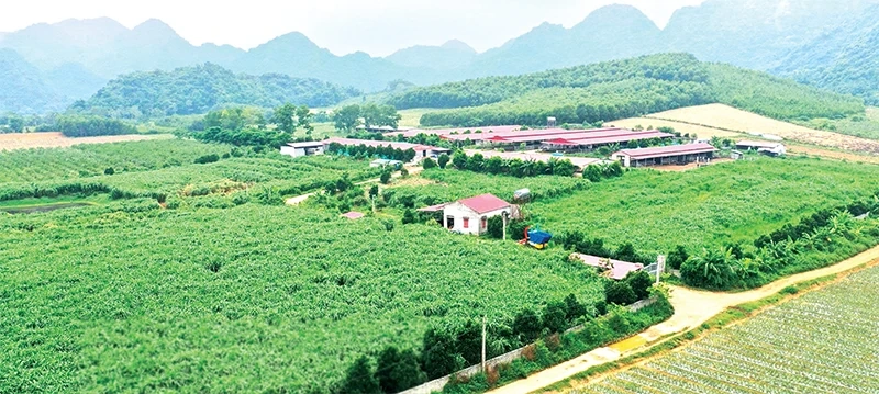 Nông nghiệp hướng tới tăng trưởng xanh và bền vững