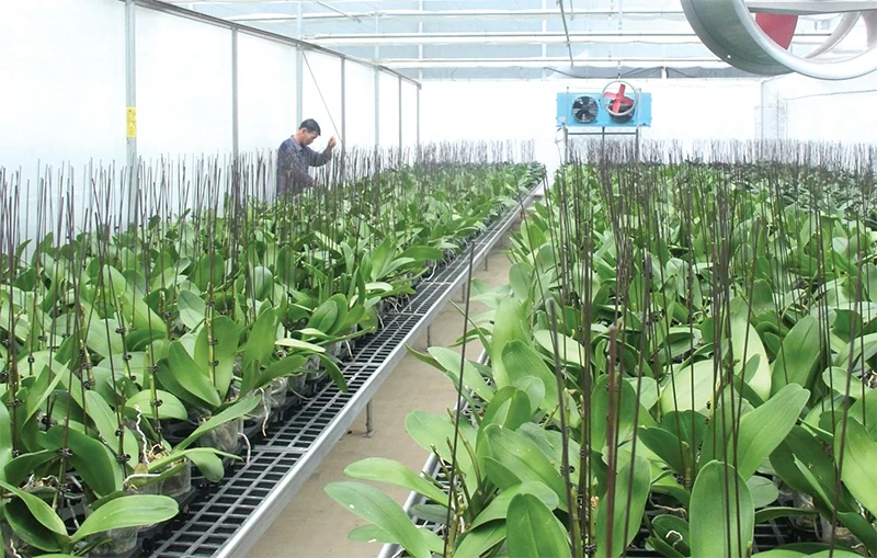 Nông nghiệp hướng tới tăng trưởng xanh và bền vững