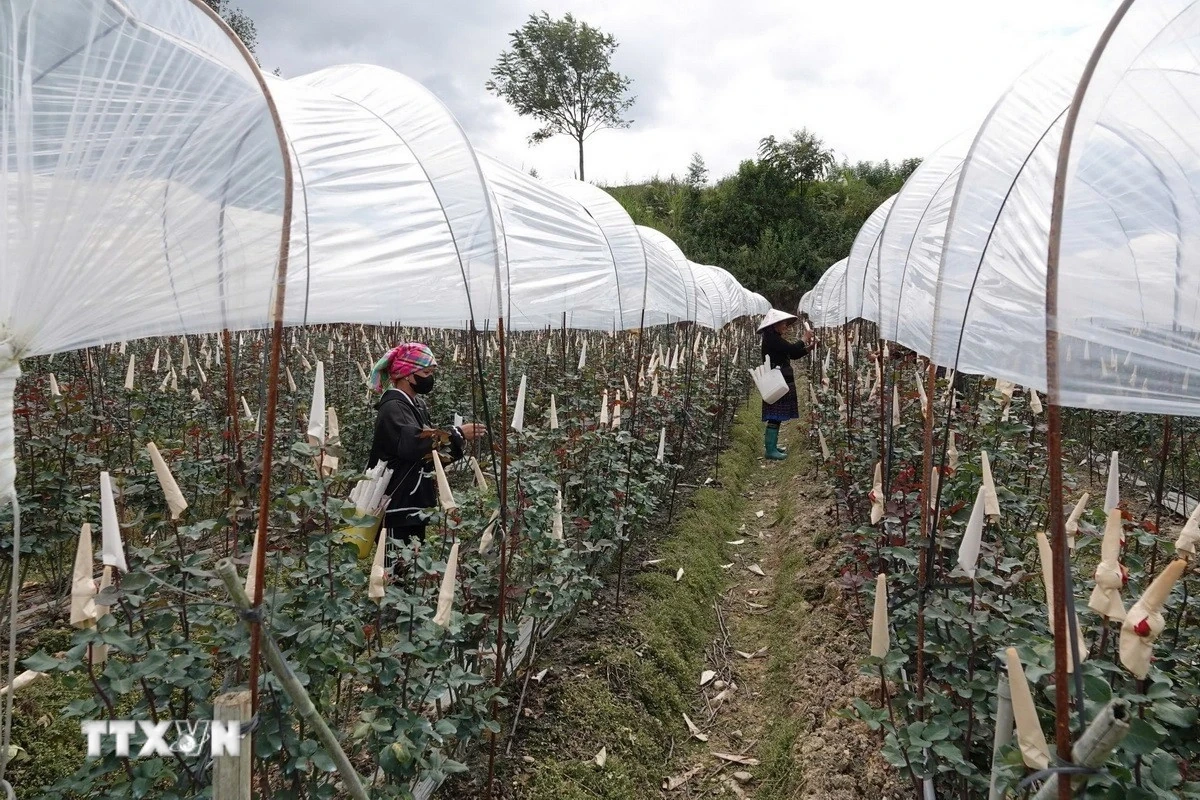 Hợp nhất ba Chương trình mục tiêu quốc gia để tránh chồng chéo