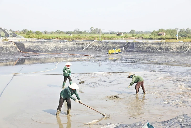 Khôi phục sản xuất ở vùng nuôi trồng thủy sản sau bão