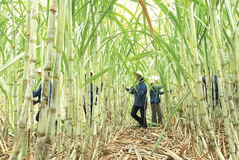 Chinh phục thị trường khó tính với “hộ chiếu xanh”