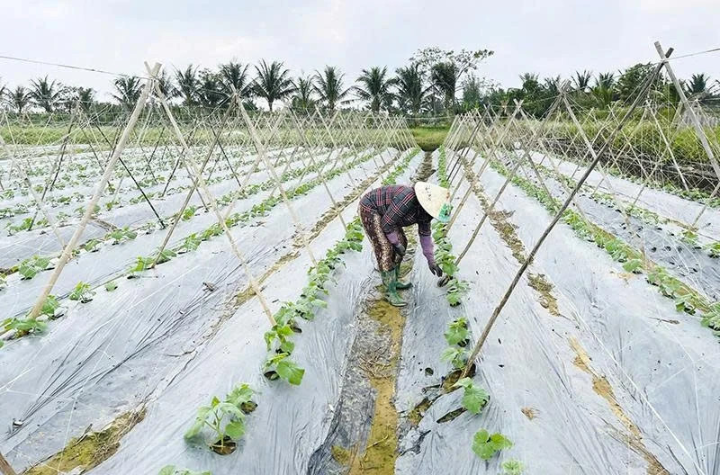 Phát triển diện tích liên kết sản xuất vụ đông