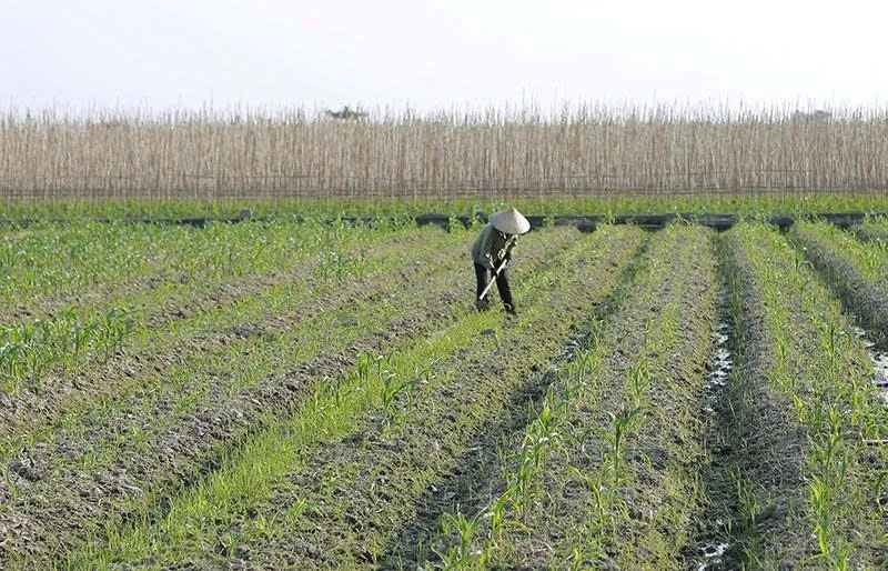 Đẩy nhanh tiến độ gieo trồng vụ đông