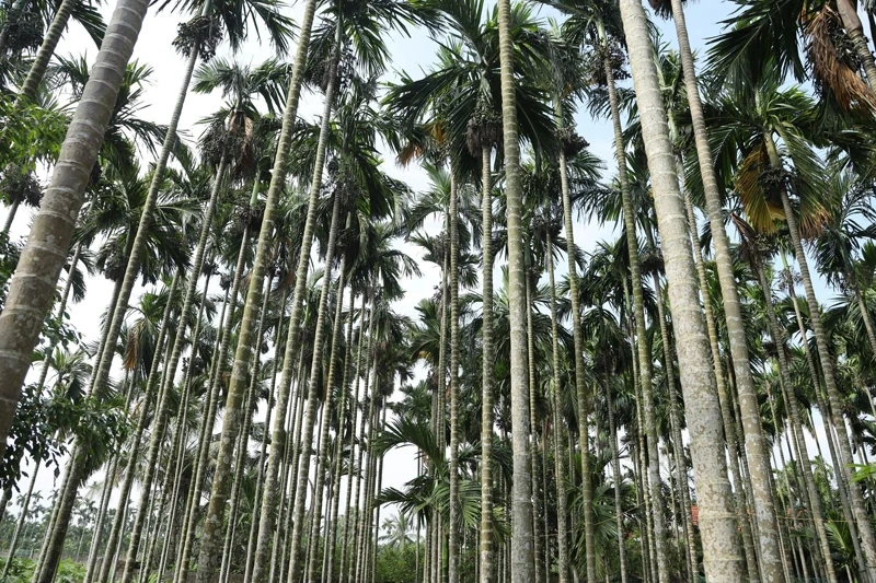 Mùa cau ở Hồ Vương