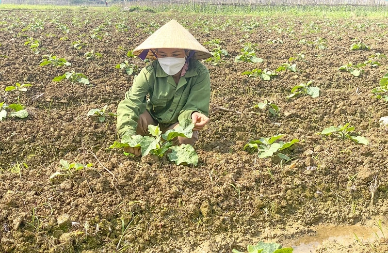 Điểm sáng trong sản xuất vụ đông ở miền núi