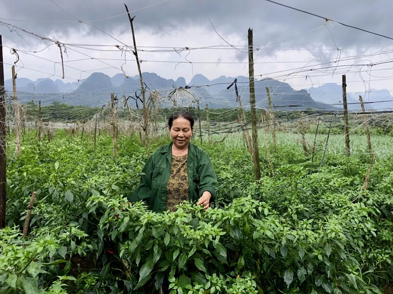 Người cao tuổi học và làm theo Bác