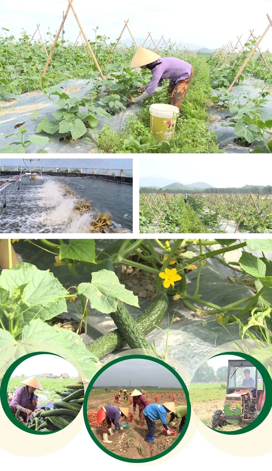 [E - Magazine] Nông nghiệp Thanh Hóa - Từ tiềm năng đến bứt phá