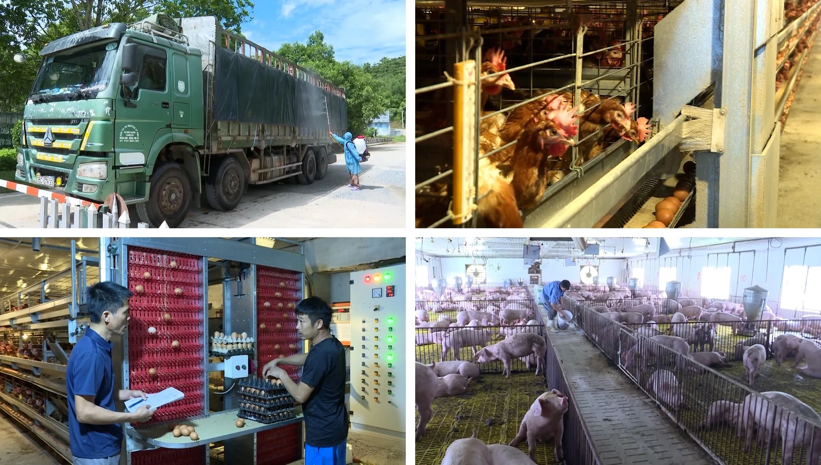 [E - Magazine] Nông nghiệp Thanh Hóa - Từ tiềm năng đến bứt phá