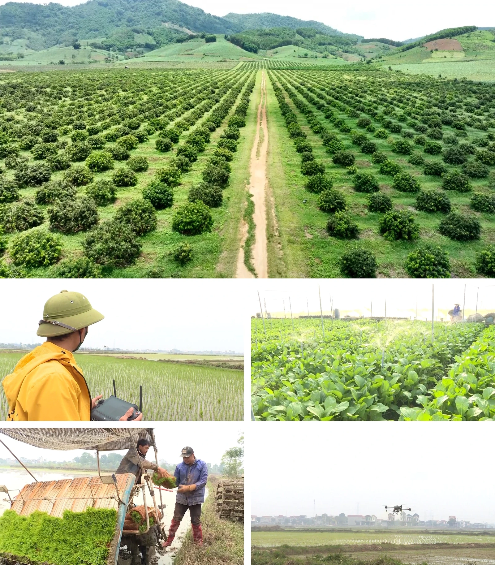 [E - Magazine] Nông nghiệp Thanh Hóa - Từ tiềm năng đến bứt phá