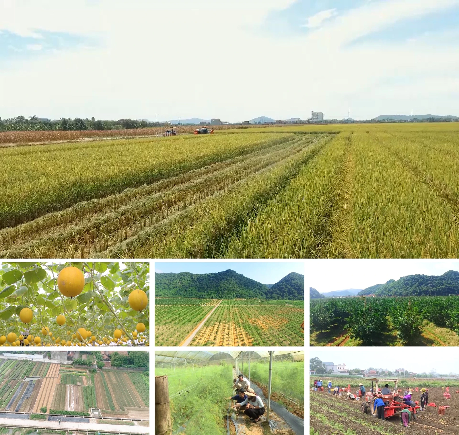 [E - Magazine] Nông nghiệp Thanh Hóa - Từ tiềm năng đến bứt phá