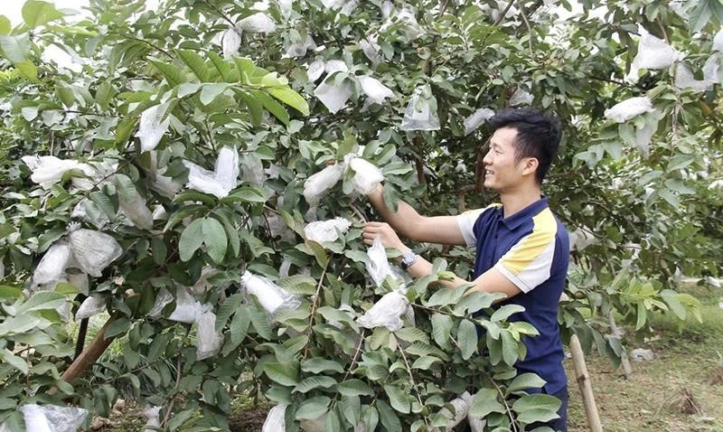 Phát triển nông nghiệp theo hướng sản xuất hàng hóa, nâng tiêu chí thu nhập trong XDNTM