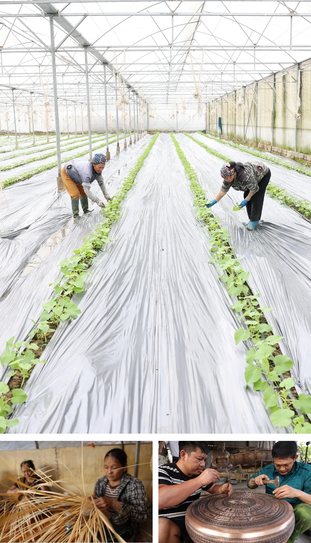 [E - Magazine] Phong trào Nông dân SXKD giỏi - sức lan tỏa bền vững của nông dân Thanh Hóa