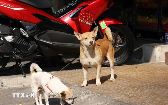 Hành vi cưỡng ép con học tập quá sức có thể bị phạt tới 10 triệu đồng