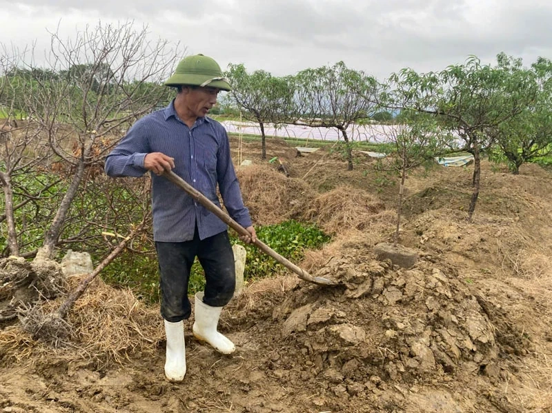 Nông dân Quảng Chính gồng mình sau bão