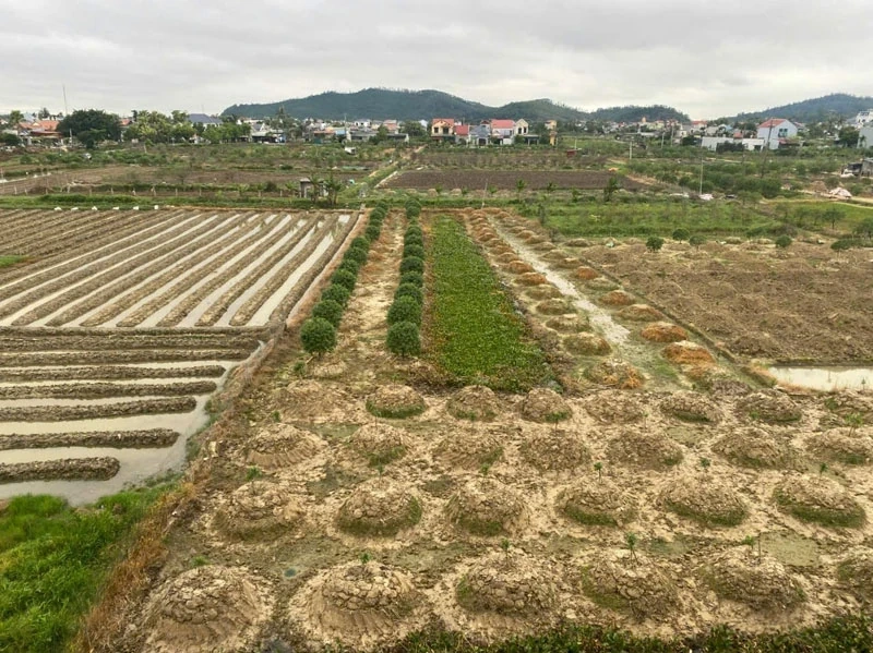 Nông dân Quảng Chính gồng mình sau bão