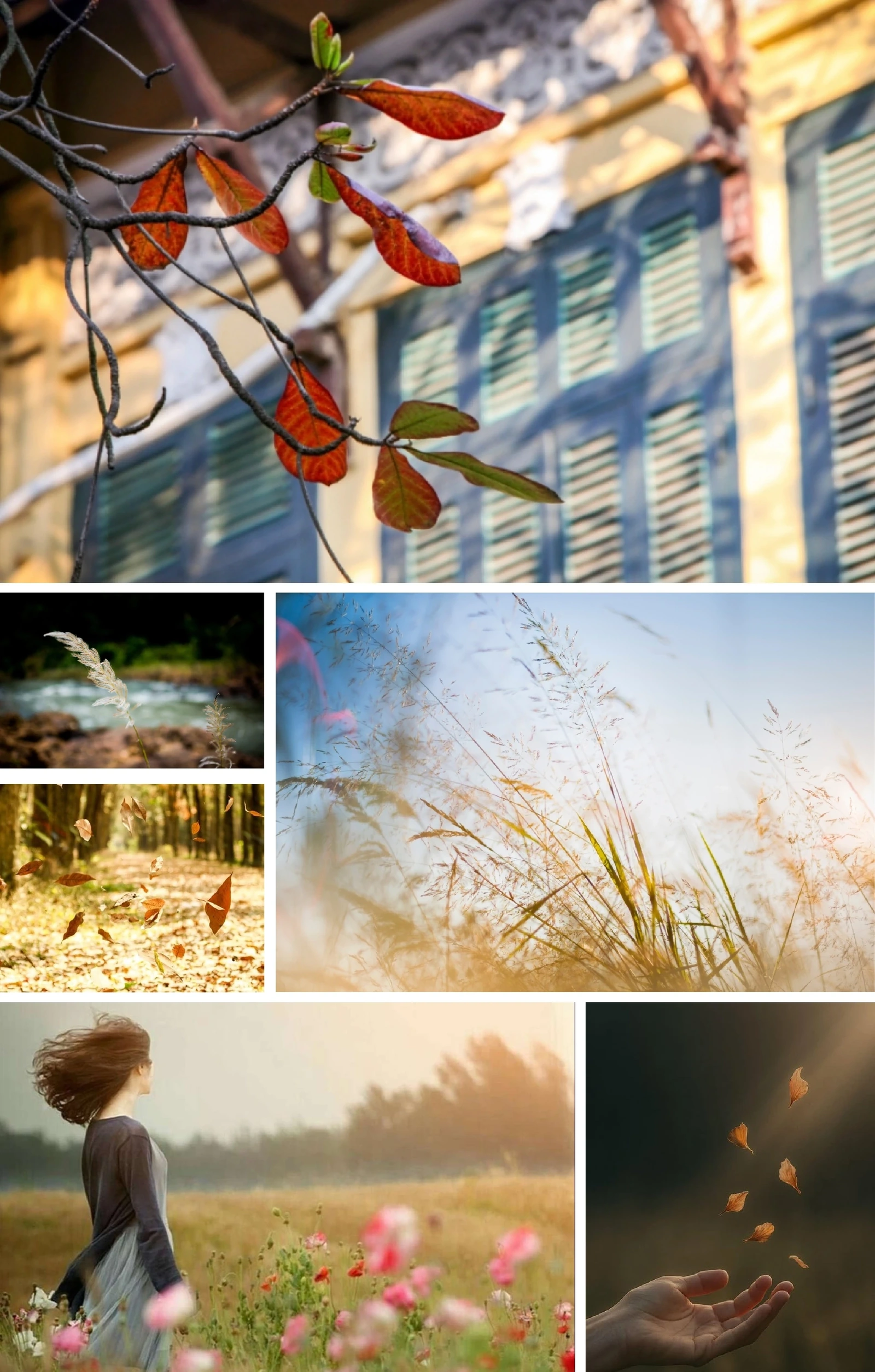 [E-Magazine]: Thơm theo mùa heo may ủ sương