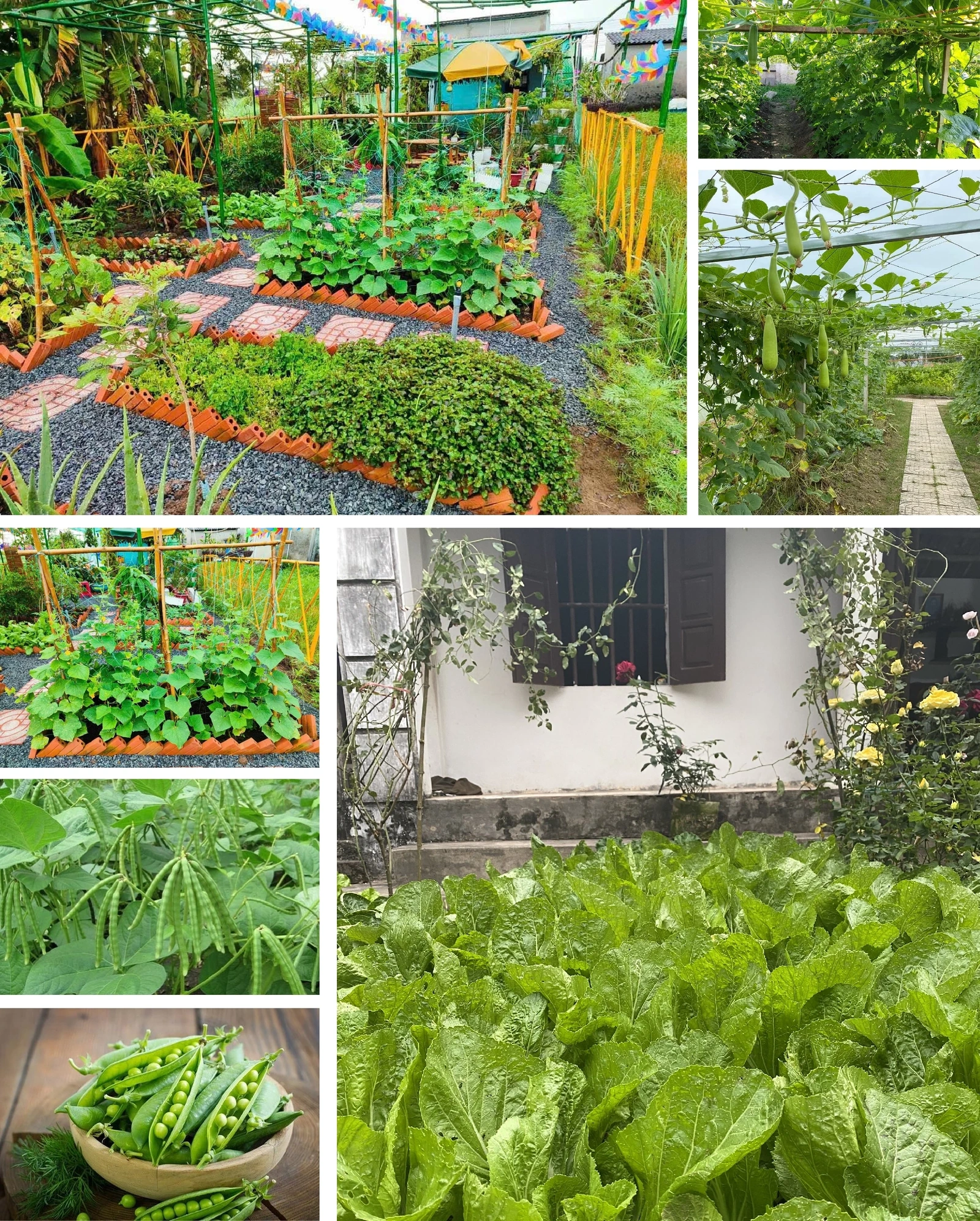 [E-Magazine]: Thơm theo mùa heo may ủ sương