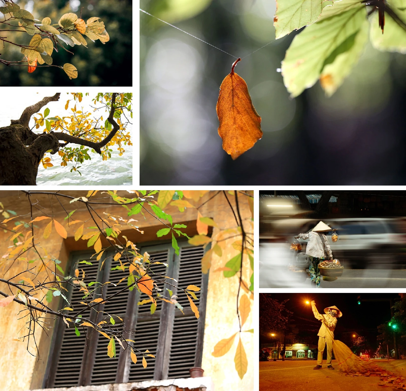 [E-Magazine]: Thơm theo mùa heo may ủ sương