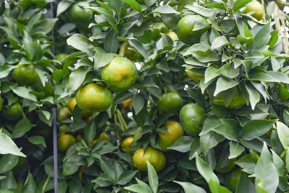 Phát triển kinh tế trên vùng đất Xuân Bình