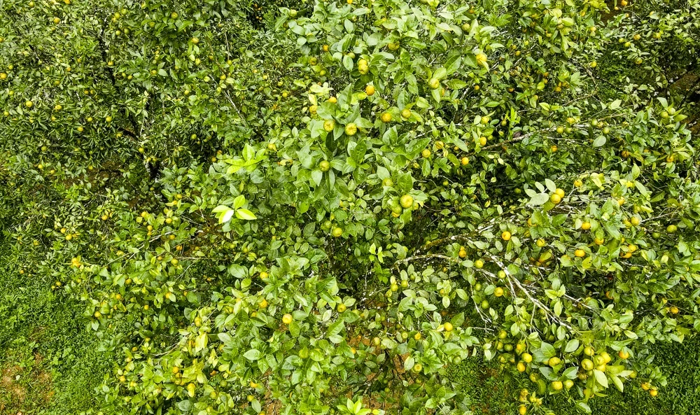 Cam, quýt Pù Luông, cây thoát nghèo của người vùng cao