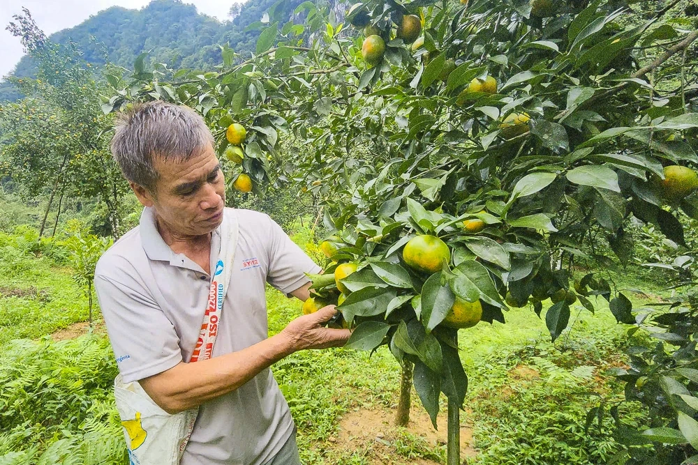 Cam, quýt Pù Luông, cây thoát nghèo của người vùng cao