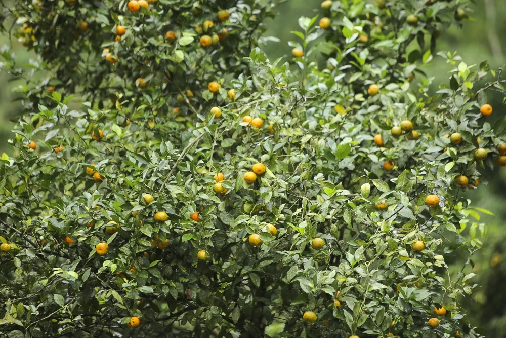 Cam, quýt Pù Luông, cây thoát nghèo của người vùng cao