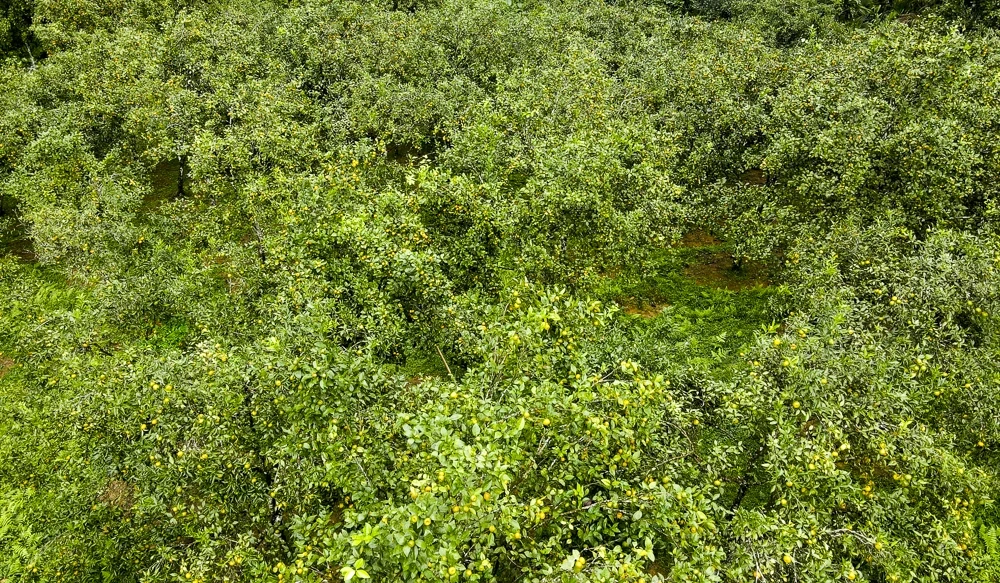 Cam, quýt Pù Luông, cây thoát nghèo của người vùng cao