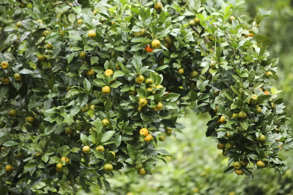 Cam, quýt Pù Luông, cây thoát nghèo của người vùng cao