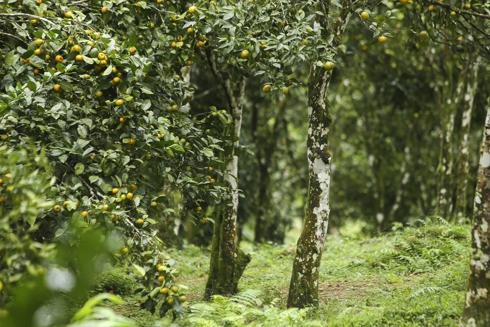 Cam, quýt Pù Luông, cây thoát nghèo của người vùng cao