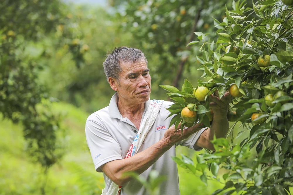Cam, quýt Pù Luông, cây thoát nghèo của người vùng cao
